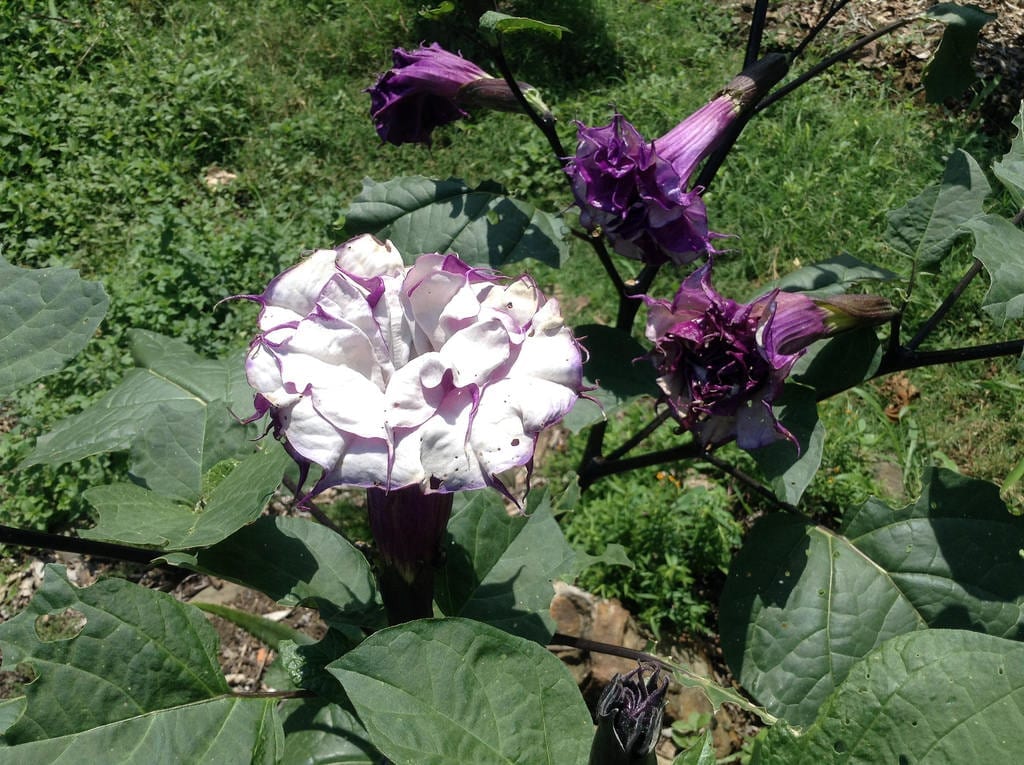 Datura metel: cultivo, siembra y riesgos de una flor tóxica