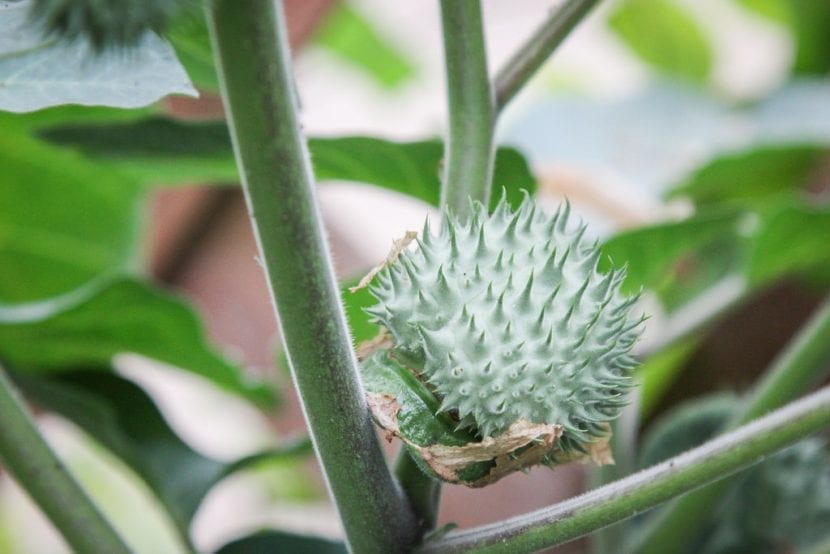 Cápsula espinosa con las semillas de la Datura metel