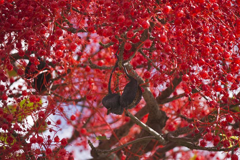 Flores rojas de Brachychiton acerifolius sobre las ramas desnudas