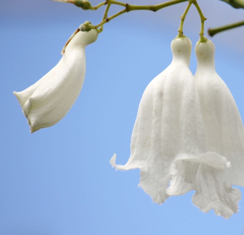 Panículas blancas del cultivar de Jacaranda mimosifolia de flor blanca