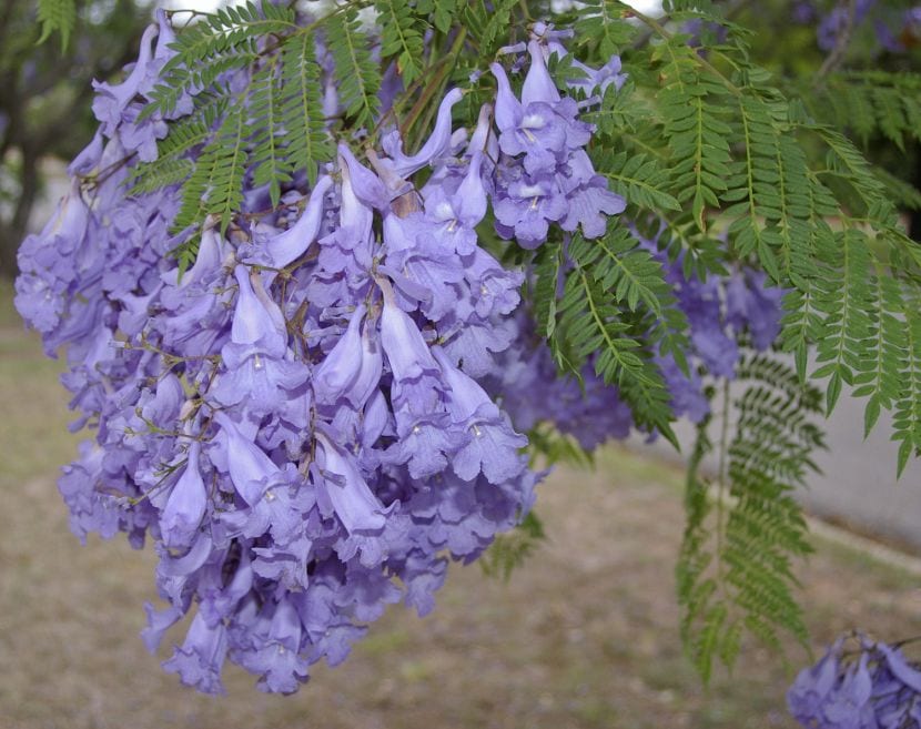 Jacarandá: clima, suelo, poda y floración en España
