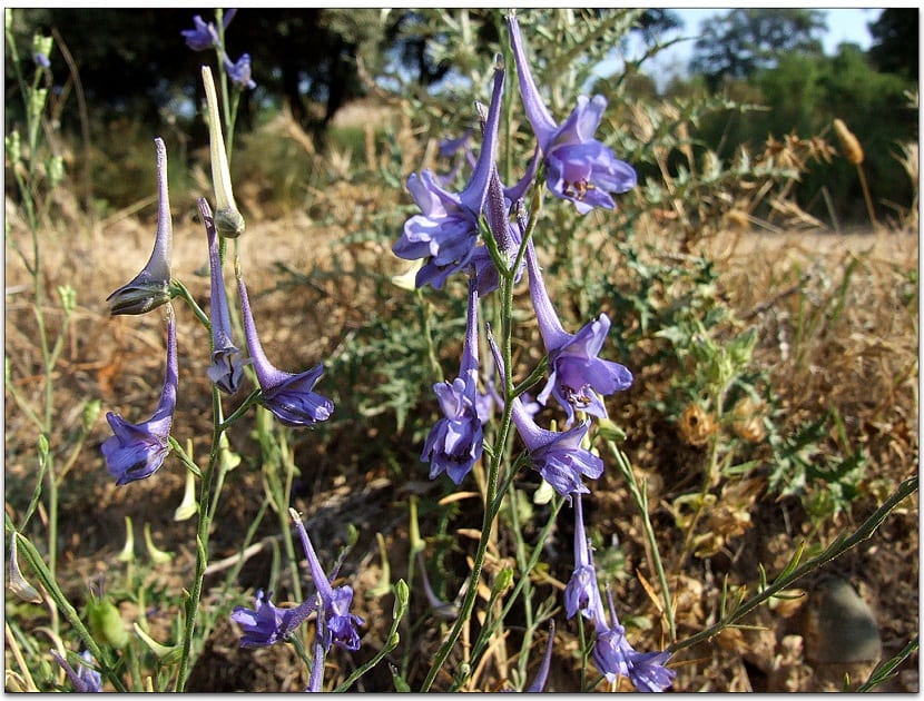 Delphinium gracile: cultivo, siembra y toxicidad