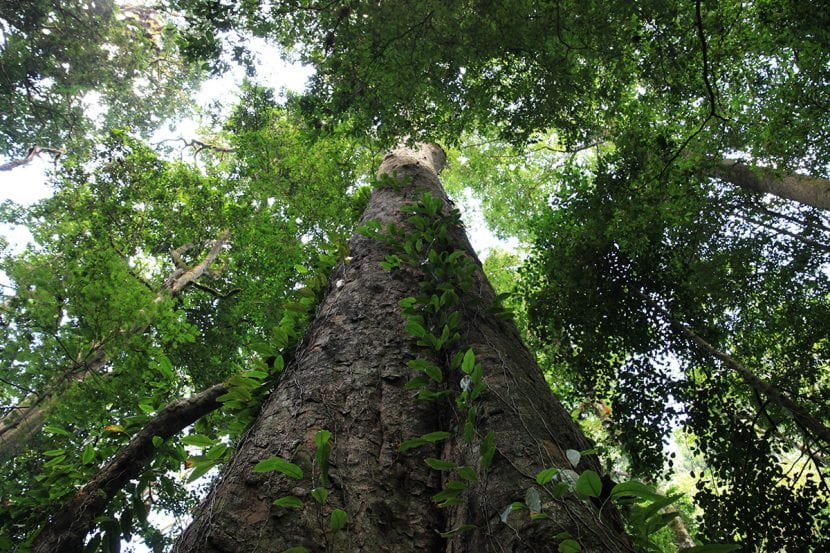 Bosque de montaña en las laderas del Kilimanjaro donde crece Entandrophragma excelsum