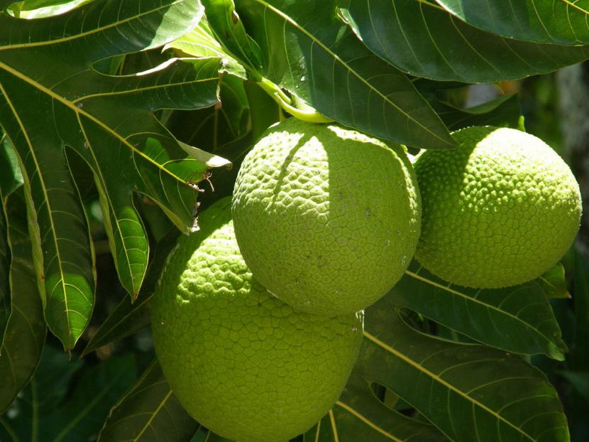 Fruto verde y reticulado del árbol del pan, Artocarpus altilis
