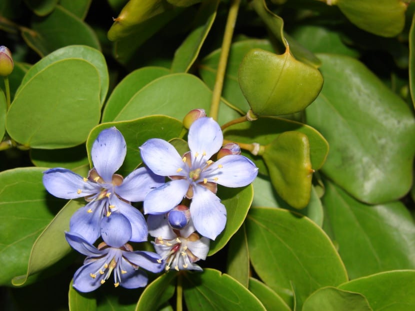 Ejemplar de Guaiacum officinale, el guayacán del Caribe