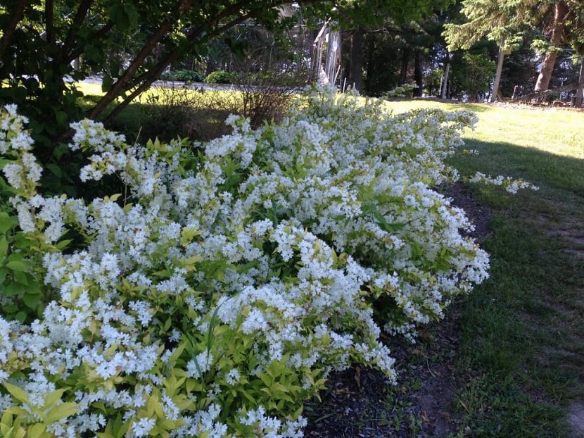 Arbusto de deutzia cubierto de flores blancas pequeñas en primavera