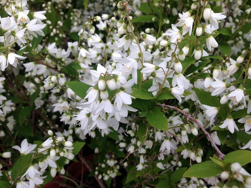 Deutzia: cultivo, poda correcta y multiplicación del arbusto
