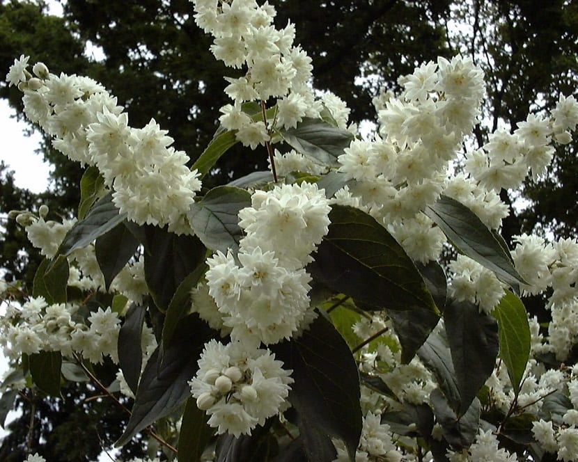 Detalle de las flores blancas de deutzia saliendo de las ramas del arbusto