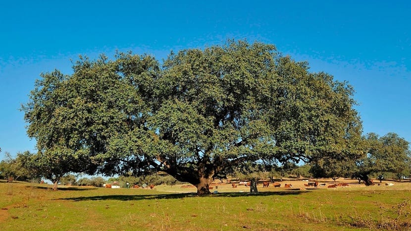 Encina y alcornoque: cómo distinguirlos y dónde plantar cada uno