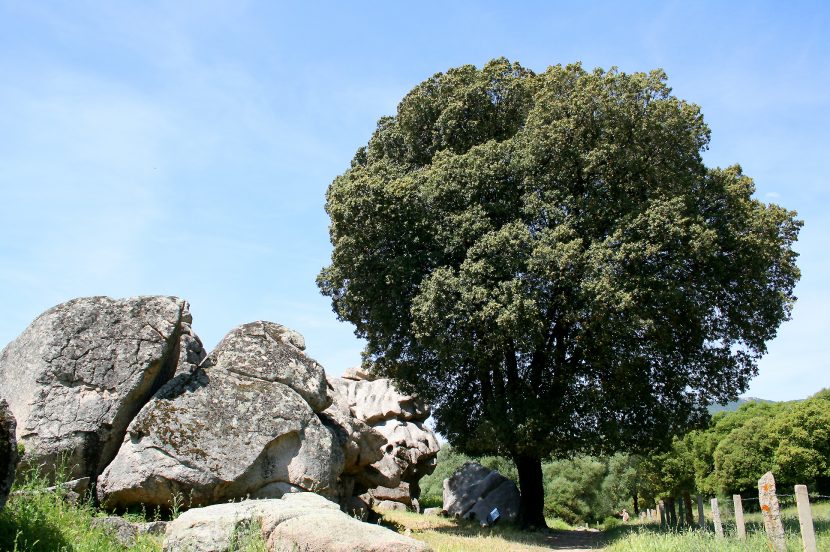 Encina adulta de copa densa y redondeada
