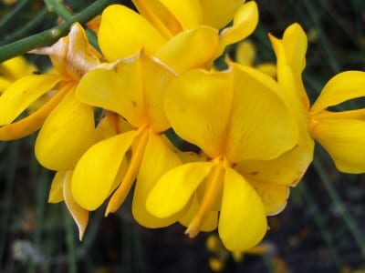Flores amarillas de Spartium junceum, la gayomba