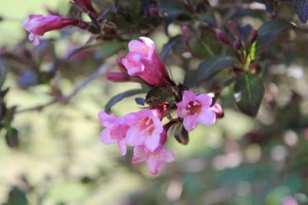 Flores tubulares rosadas de Weigela florida