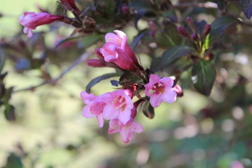 Gayomba y weigela: dos arbustos ideales para maceta