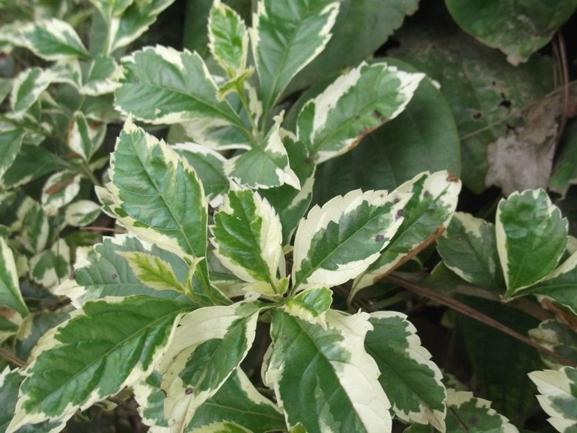 Ejemplar de duranta con follaje variegado