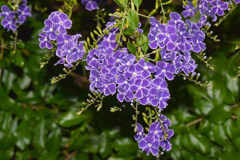 Flores azuladas en racimo de Duranta erecta