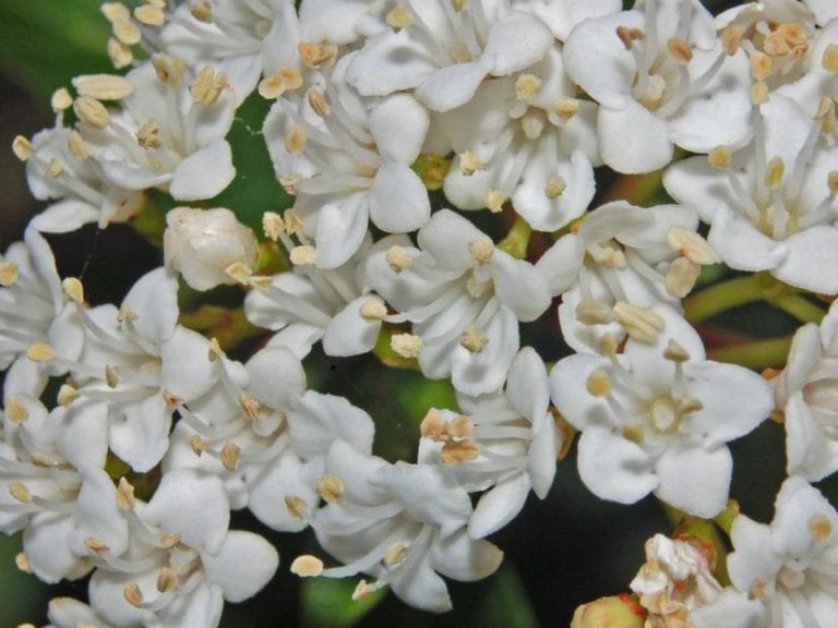 Corimbos de flores blancas de Viburnum tinus