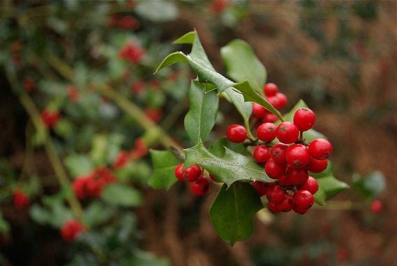 Frutos rojos de acebo sobre la rama