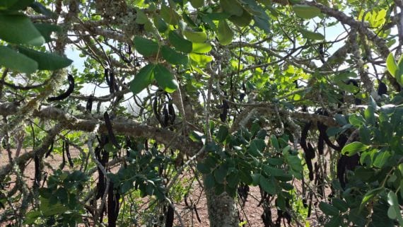 Hojas coriáceas y vainas del algarrobo