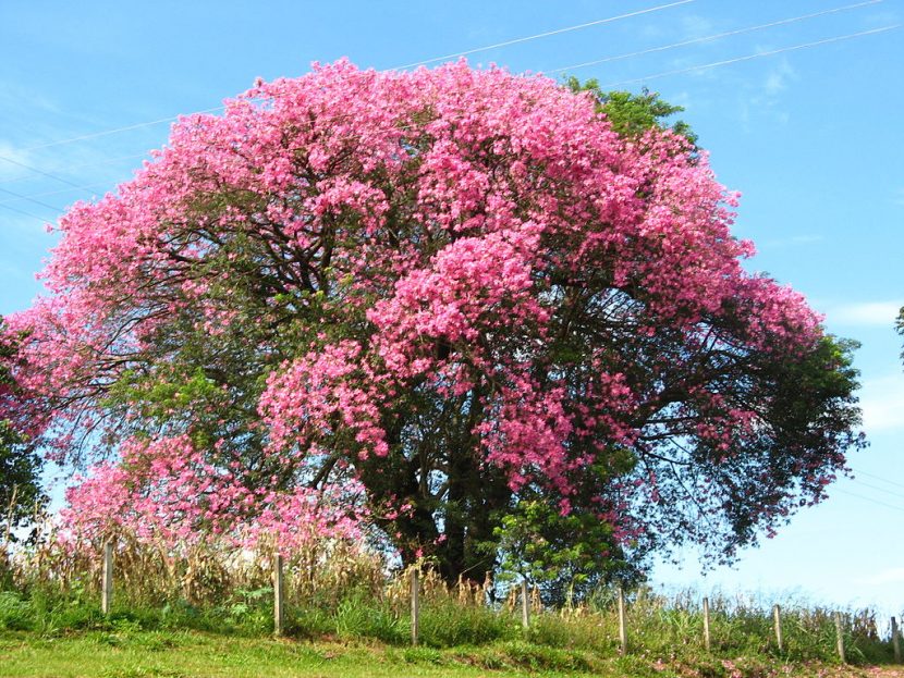Flores rosadas de Ceiba speciosa sobre las ramas desnudas