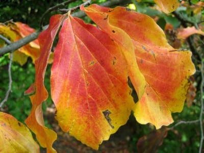 Hojas de Parrotia persica con la coloración roja y anaranjada del otoño