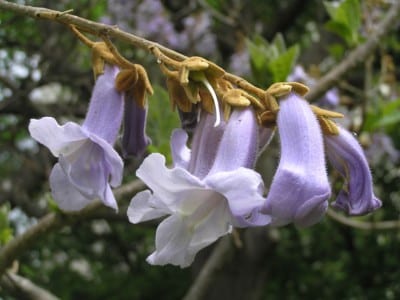 Panícula de flores tubulares violetas de Paulownia tomentosa
