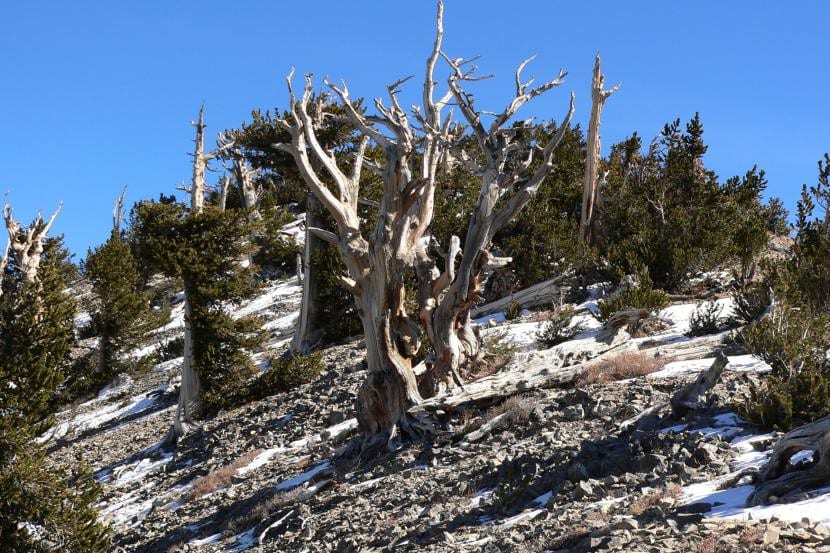 Hábitat de alta montaña donde crecen los pinos longevos