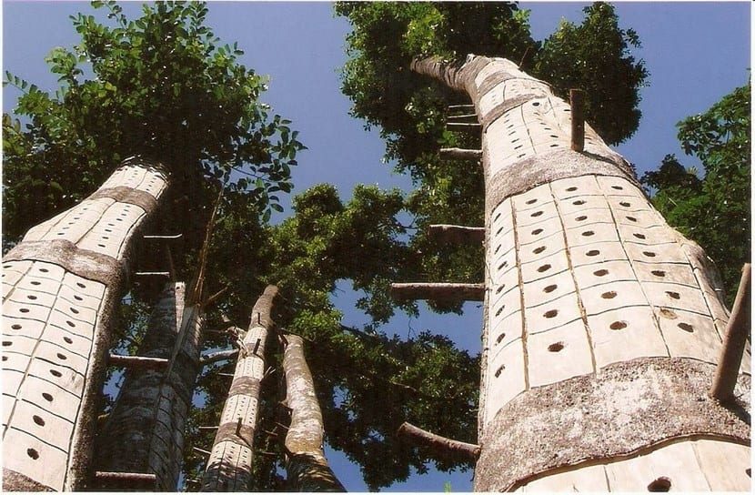 Árbol de Aquilaria, del que se extrae la madera de agar