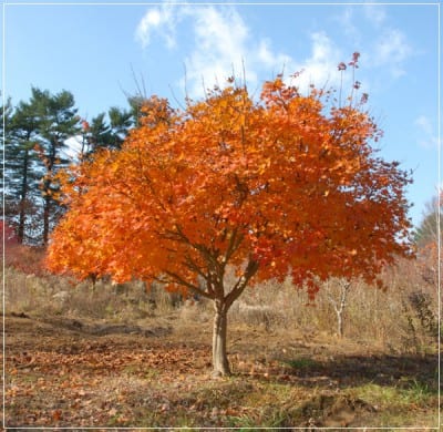 Hoja palmeada del arce de Corea, Acer pseudosieboldianum