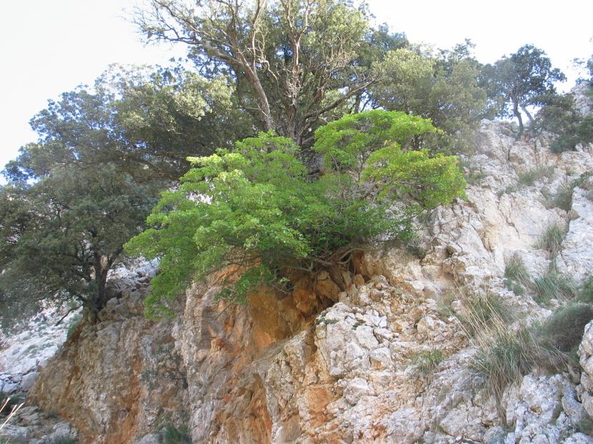 Ejemplar de Acer opalus subsp. granatense en su hábitat de montaña caliza