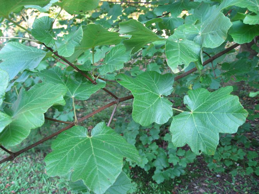 Hojas de Acer opalus con la coloración amarilla y anaranjada del otoño