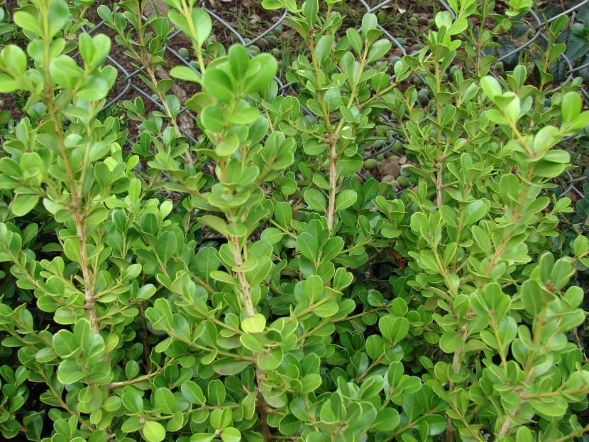 Follaje denso de Buxus sempervirens con sus hojas opuestas de color verde oscuro