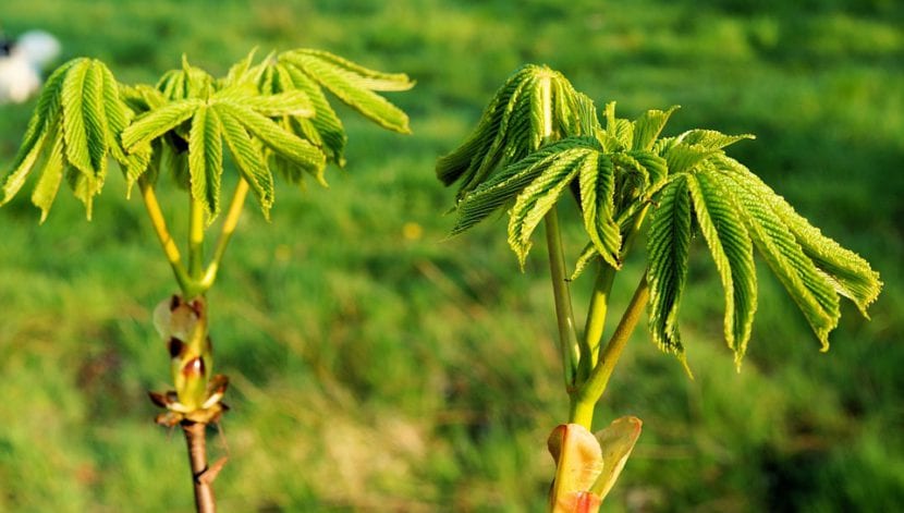 Castaño de Indias en flor a mediados de primavera