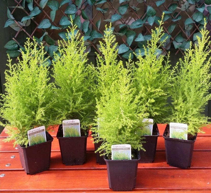 Macetas con coníferas enanas de Cupressus macrocarpa en un vivero
