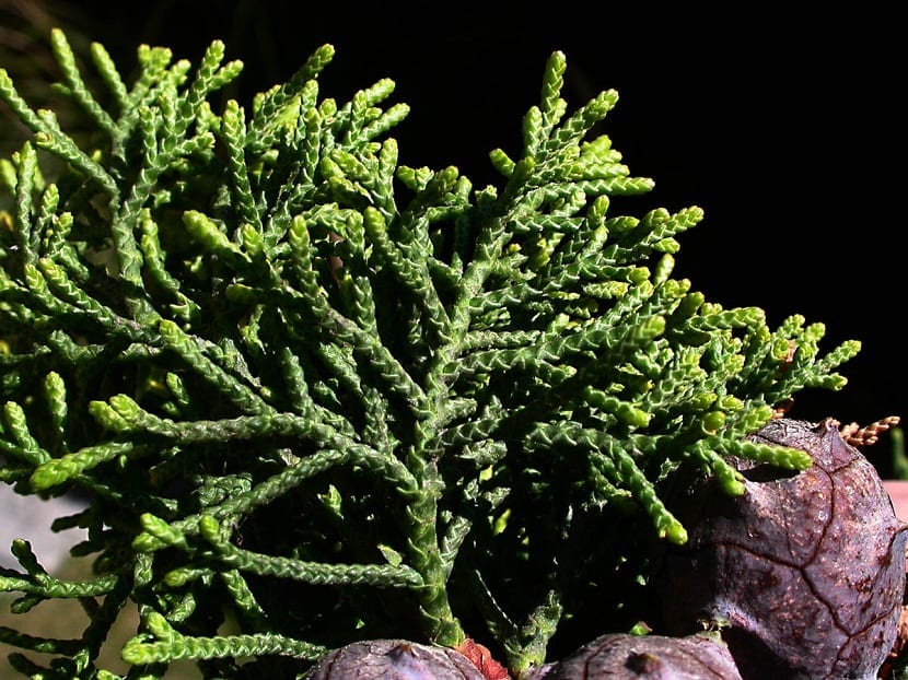 Rama de cerca del ciprés limón Cupressus macrocarpa con follaje dorado