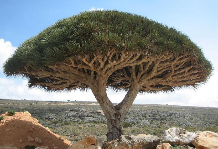Ejemplar de Dracaena cinnabari, el drago de Socotra, con su copa en forma de paraguas