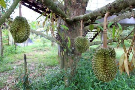 Árbol del durián cargado de frutos