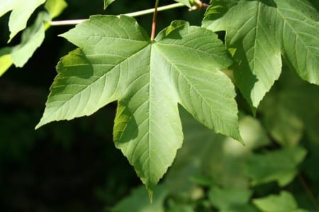 Hoja palmeada de Acer pseudoplatanus con cinco lóbulos y dientes romos