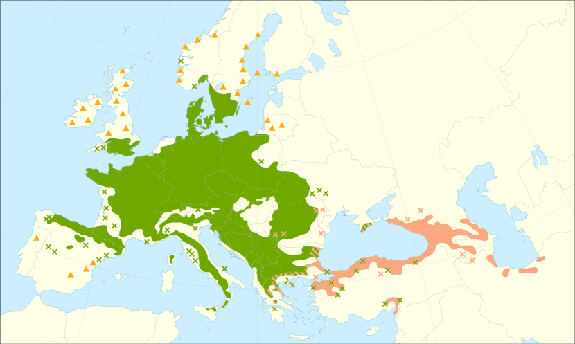 Mapa de distribución del haya en Europa