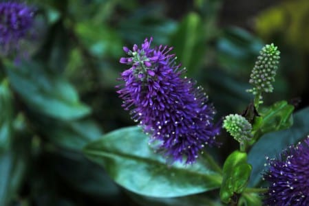 Espigas florales de un hebe en plena floración