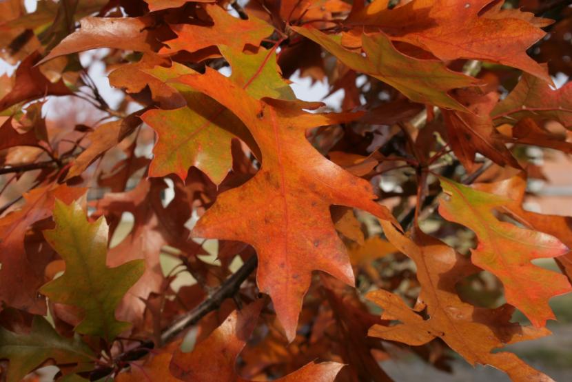 Quercus palustris con la copa teñida de escarlata en otoño
