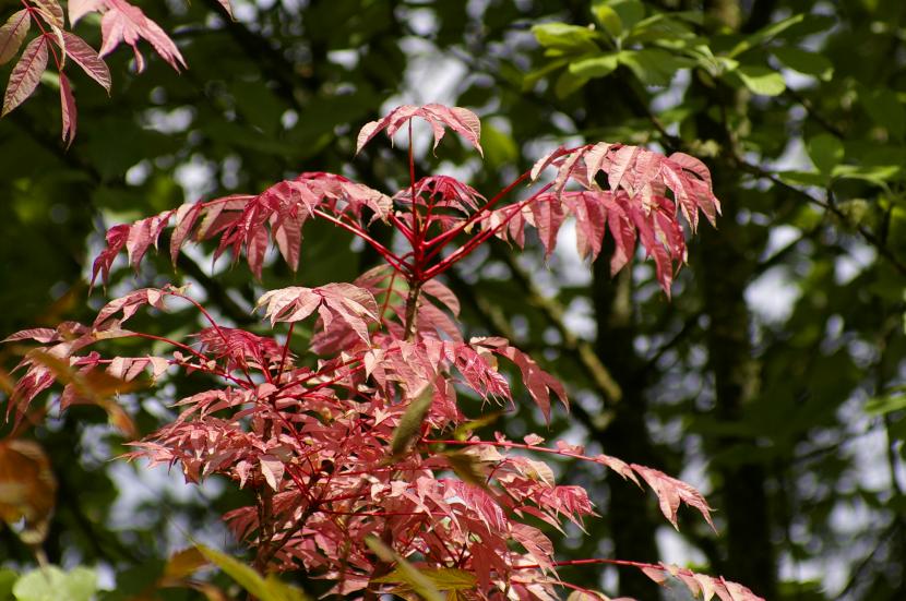 Ejemplar de Toona sinensis, el llamado cedro de China