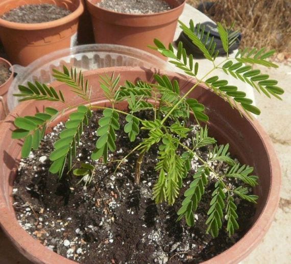 Ejemplar joven de Delonix regia con hojas bipinnadas