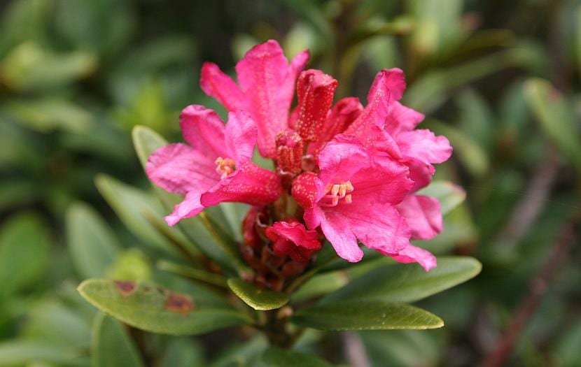 Rhododendron ferrugineum, el neret de los Pirineos, en flor
