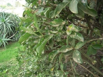 Hojas de Elaeagnus pungens con manchas claras