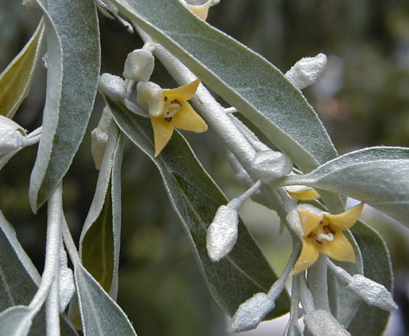 Follaje plateado de Elaeagnus angustifolia