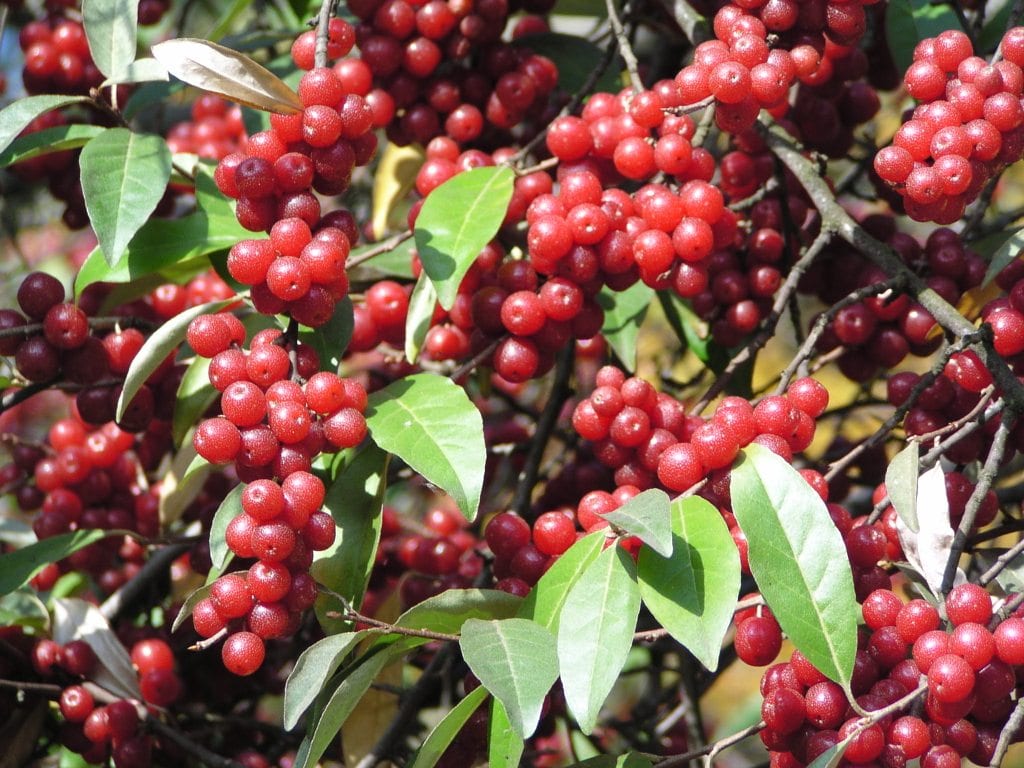 Elaeagnus: especies, cultivo y usos de un arbusto duro