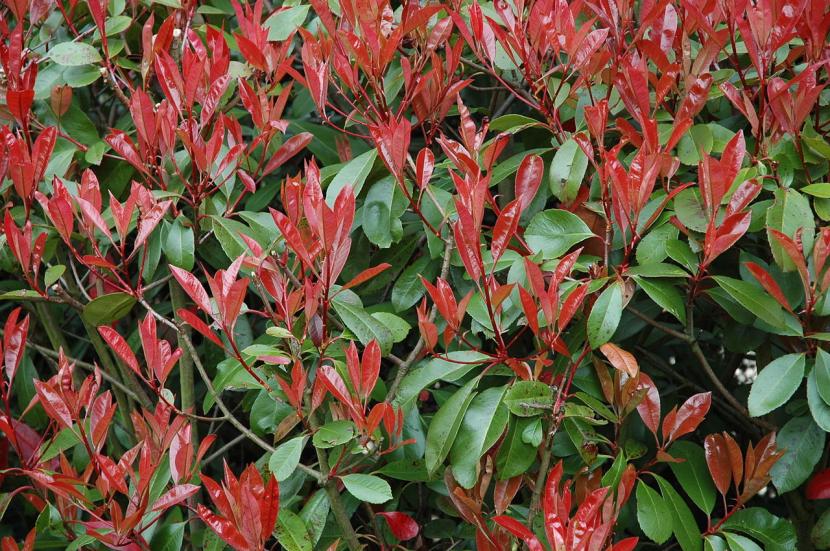 Brotes rojos de Photinia x fraseri