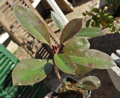 Ejemplar joven de Photinia en maceta
