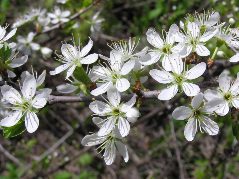 Flores blancas de Prunus spinosa sobre ramas sin hojas