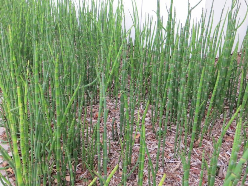 Tallos verdes anillados de Equisetum hyemale
